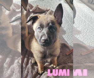 German Shepherd Dog-Unknown Mix Dogs for adoption in Seattle, WA, USA