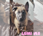Small German Shepherd Dog Mix
