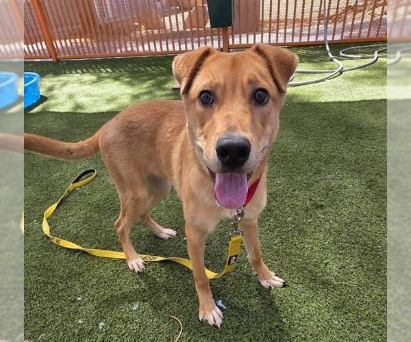 Medium Photo #1 German Shepherd Dog-Unknown Mix Puppy For Sale in Las Vegas, NV, USA