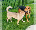 Small #10 Labrador Retriever Mix