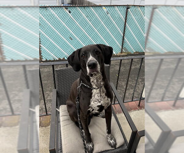 Medium Photo #3 Bluetick Coonhound-Unknown Mix Puppy For Sale in Rockaway, NJ, USA