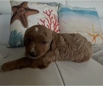 Small #7 Goldendoodle