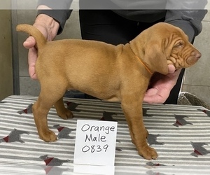 Vizsla Puppy for Sale in HILLSBORO, Ohio USA