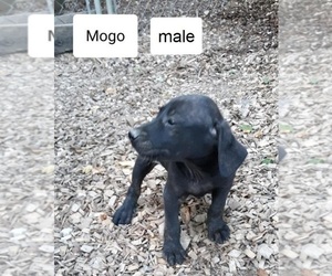 Mountain Cur Puppy for sale in HOPKINSVILLE, KY, USA