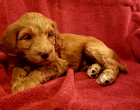Medium Photo #1 Goldendoodle Puppy For Sale in BEAN BLOSSOM, IN, USA