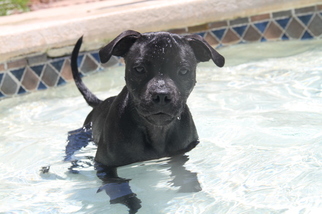 Staffordshire Bull Terrier Puppy for sale in ORMOND BEACH, FL, USA