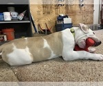 Small Photo #18 American Bulldog Puppy For Sale in MILLS RIVER, NC, USA