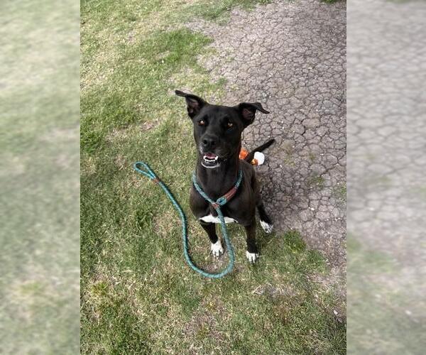 Medium Photo #3 American Pit Bull Terrier-Unknown Mix Puppy For Sale in Corpus Christi, TX, USA