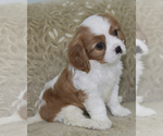 Small Photo #1 Cavalier King Charles Spaniel Puppy For Sale in SAINT MARYS, KS, USA