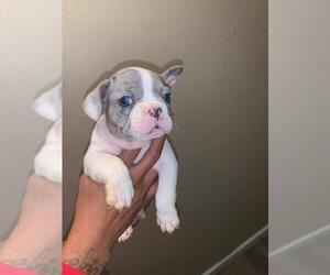 French Bulldog Puppy for sale in FAIRFIELD, CA, USA