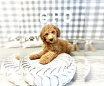 Small Photo #3 Goldendoodle Puppy For Sale in MARIETTA, GA, USA