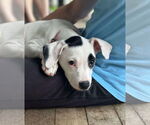 Small #1 American Pit Bull Terrier Mix