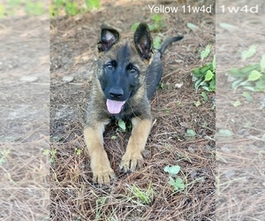 Malinois Puppy for Sale in GROVE, Oklahoma USA