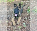 Small Photo #1 Malinois Puppy For Sale in GROVE, OK, USA