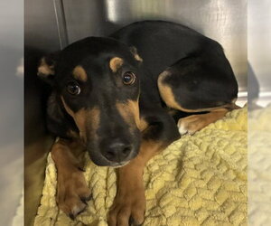Mutt Dogs for adoption in Bakersfield, CA, USA