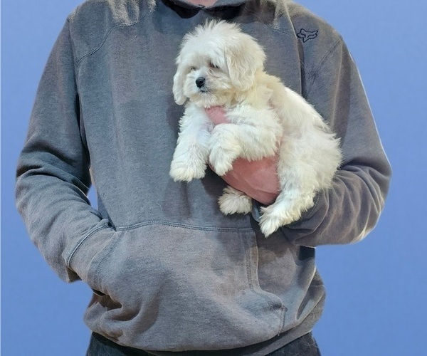Medium Photo #5 Maltese-Zuchon Mix Puppy For Sale in SAN DIEGO, CA, USA
