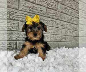 Yorkshire Terrier Puppy for sale in INDIANAPOLIS, IN, USA