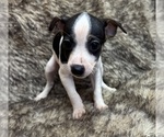 Small #7 Rat Terrier
