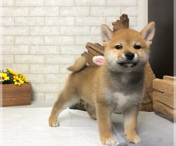 Medium Photo #3 Shiba Inu Puppy For Sale in REDWOOD CITY, CA, USA