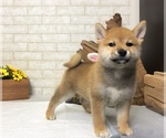 Small Photo #3 Shiba Inu Puppy For Sale in REDWOOD CITY, CA, USA