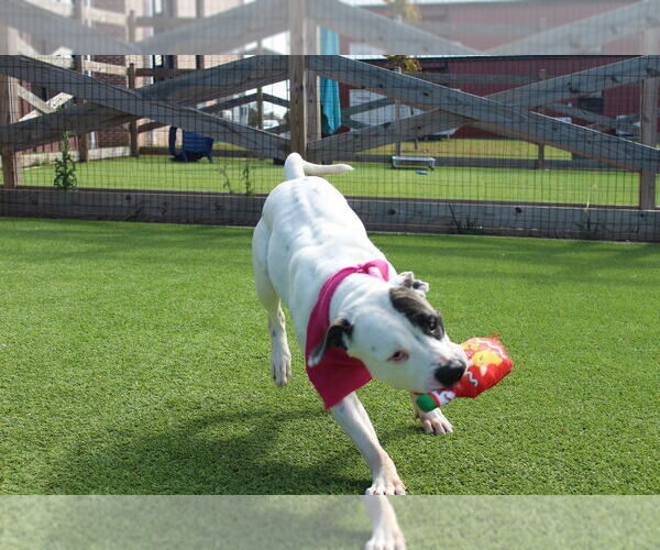 Medium Photo #6 American Bulldog Puppy For Sale in Chestertown, MD, USA