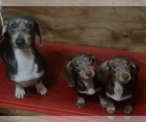 Medium Photo #1 Dachshund Puppy For Sale in LAKEBAY, WA, USA