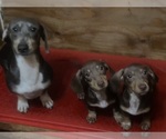 Small Photo #1 Dachshund Puppy For Sale in LAKEBAY, WA, USA