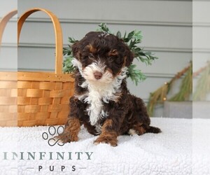 Bernedoodle (Miniature) Puppy for sale in NARVON, PA, USA