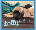 Small Photo #2 Mastiff Puppy For Sale in MIDDLETOWN, DE, USA
