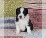 Small Photo #29 Miniature Australian Shepherd Puppy For Sale in HARRISON, OH, USA