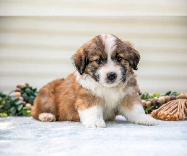 Medium Photo #20 Aussiedoodle Miniature  Puppy For Sale in MILLERSBURG, OH, USA