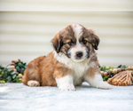 Small Photo #20 Aussiedoodle Miniature  Puppy For Sale in MILLERSBURG, OH, USA