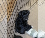 Small Photo #6 YorkiePoo Puppy For Sale in GLOUCESTER, VA, USA