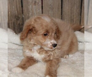 Goldendoodle (Miniature) Puppy for sale in STANLEY, WI, USA