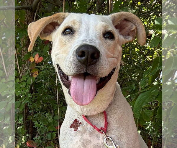 Medium Photo #9 Labrador Retriever-Unknown Mix Puppy For Sale in Canton, CT, USA