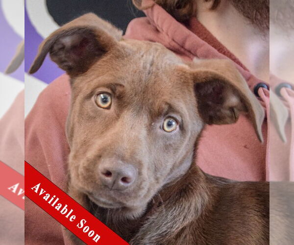 Medium Photo #1 Chocolate Labrador retriever-German Shepherd Dog Mix Puppy For Sale in Huntley, IL, USA