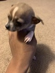 Small Photo #2 Chihuahua Puppy For Sale in MEMPHIS, TN, USA