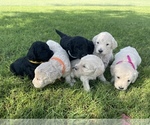 Small Photo #6 Goldendoodle Puppy For Sale in LUBBOCK, TX, USA