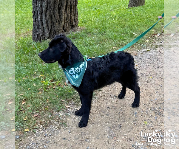 Medium Photo #8 Retriever -Unknown Mix Puppy For Sale in Washington, DC, USA