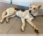 Small German Shepherd Dog-Siberian Husky Mix