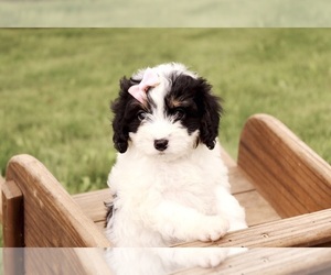 Cavapoo Puppy for sale in WEST SALEM, OH, USA