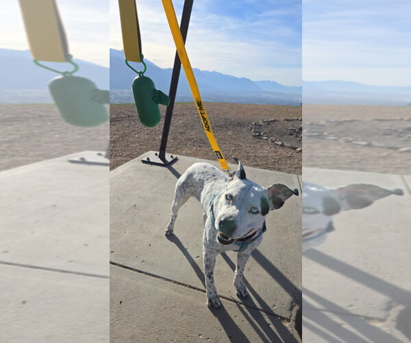 Medium Photo #2 Mutt Puppy For Sale in Salt Lake City, UT, USA