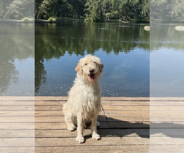 Medium Photo #9 Mutt Puppy For Sale in San Diego, CA, USA