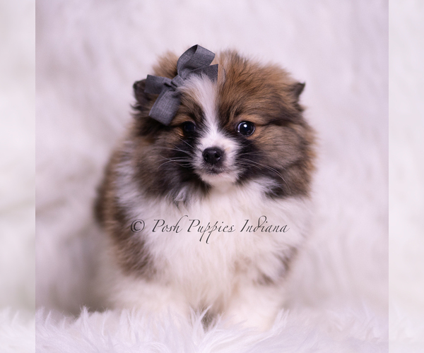 Medium Photo #75 Pomeranian Puppy For Sale in WARSAW, IN, USA