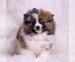 Small Photo #75 Pomeranian Puppy For Sale in WARSAW, IN, USA