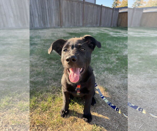 Medium Photo #2 Labrador Retriever-Unknown Mix Puppy For Sale in Bellevue, WA, USA