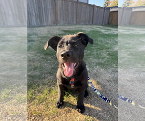 Penny - Female Labrador Retriever-Unknown Mix Dog for Adoption - Photo #2