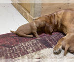 Small Photo #17 Labrador Retriever Puppy For Sale in BLUFF DALE, TX, USA