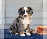 Small Bernedoodle (Miniature)