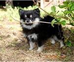 Small #8 Pomeranian